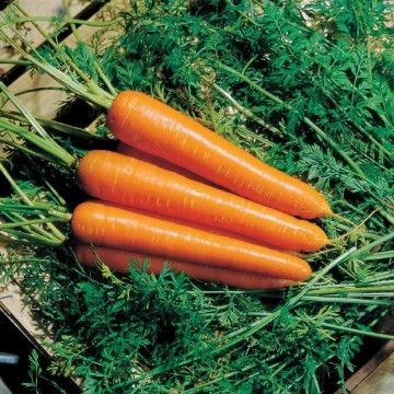 Nantindo Carrot Seeds