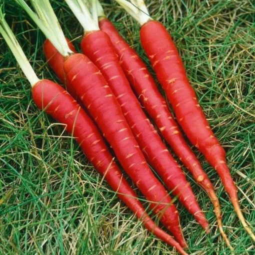 Atomic Red Carrots CT29-250