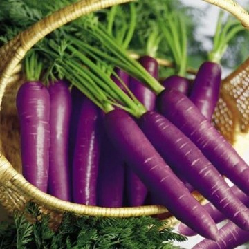 Cosmic Purple Carrot Seeds
