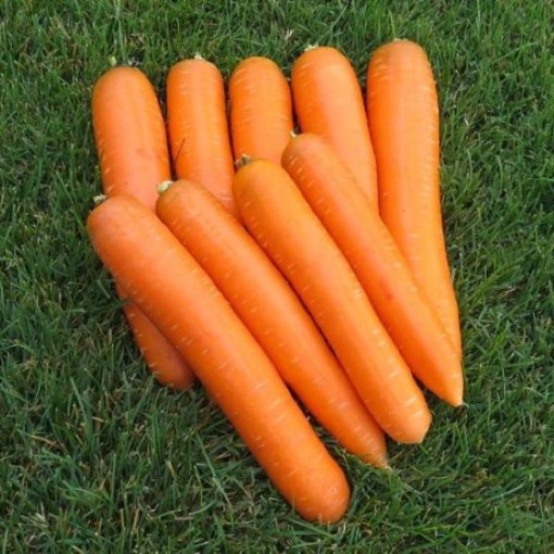 Brilliance Carrots CT40-250