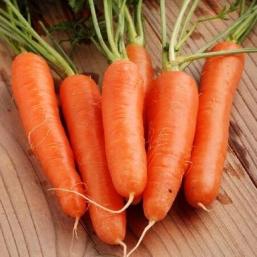 Nantes Fancy Carrots CT41-250