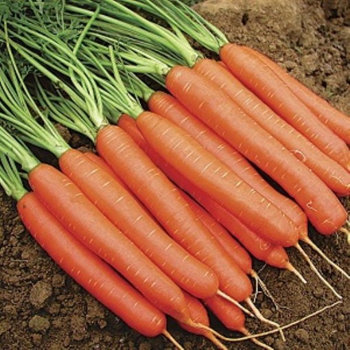 Nantes Carrots CT46-250