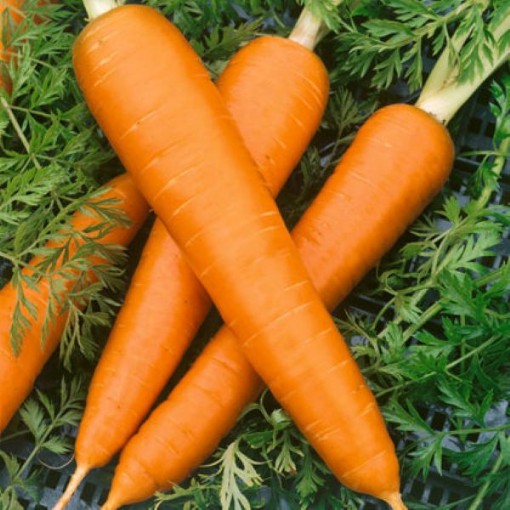 Flakkee Carrots CT48-250
