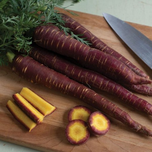 Purple Elite Carrots CT49-250