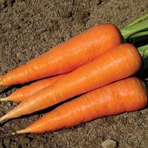 Hercules Carrots CT53-250