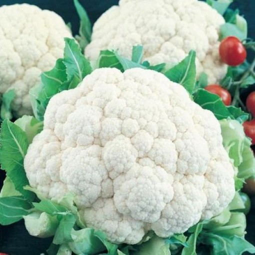 Early Snowball Cauliflower CF2-100