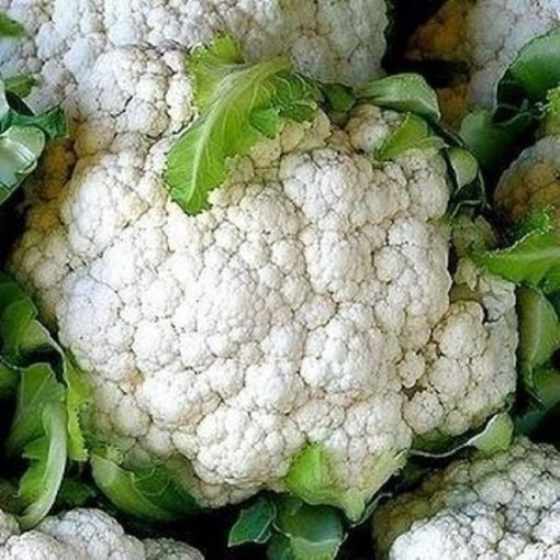 Self Blanche Cauliflower CF5-100
