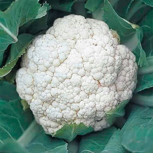 Snow Crown Cauliflower CF6-100