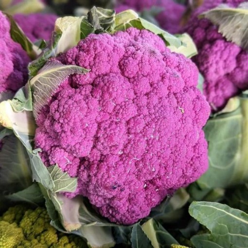 Violet Queen Cauliflower CF10-100