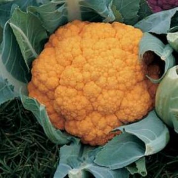 Cheddar Cauliflower Seeds