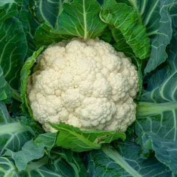 Snowball Self Blanching Cauliflower Seeds