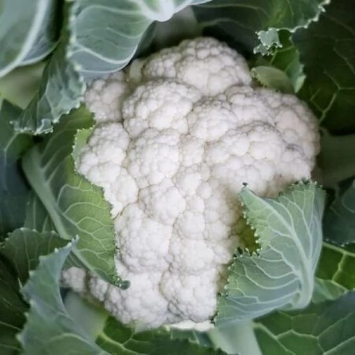 Snowball Y Improved Cauliflower CF8-100