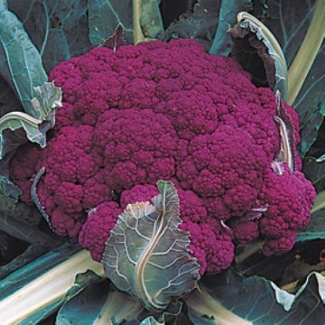 Graffiti Cauliflower Seeds