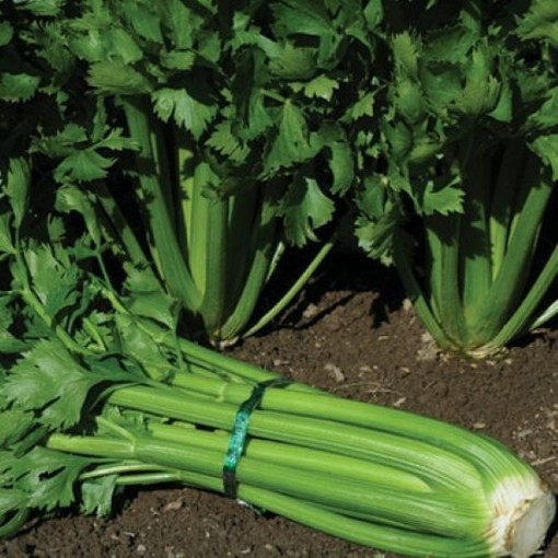 Tall Utah 52-70R Improved Celery CL3-1000