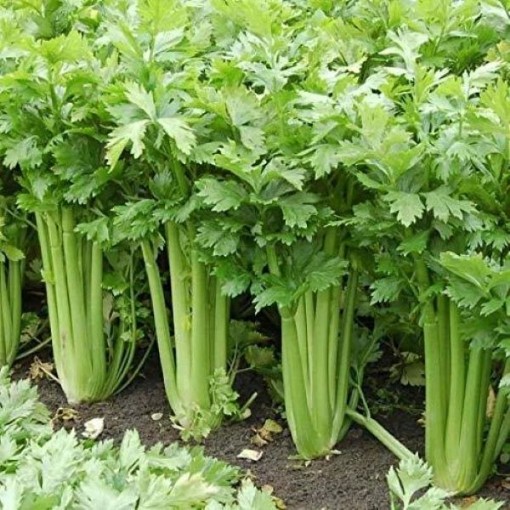 Giant Pascal Celery CL4-1000