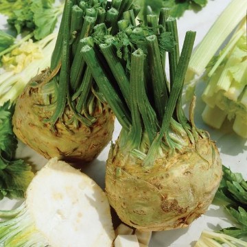 Brilliant Celeriac Seeds