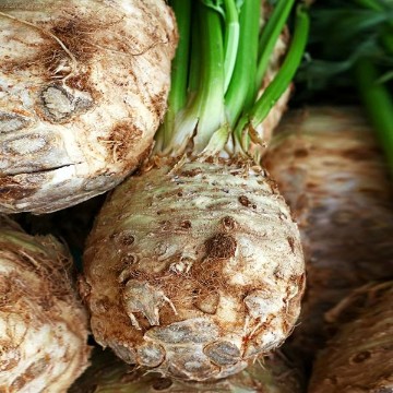 Giant Prague Celeriac Seeds