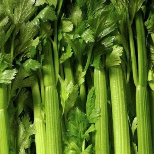 Tendercrisp Celery CL7-1000