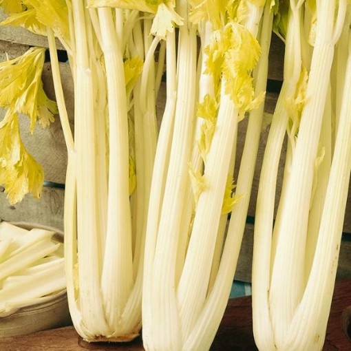 Golden Boy Celery CL9-1000