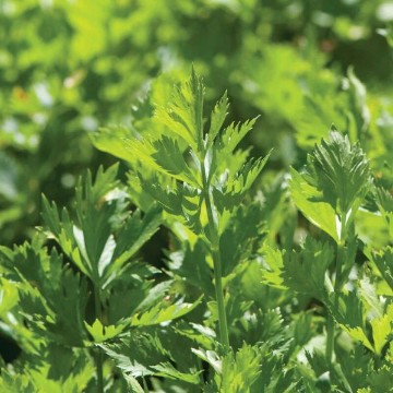Cutting Celery Seeds