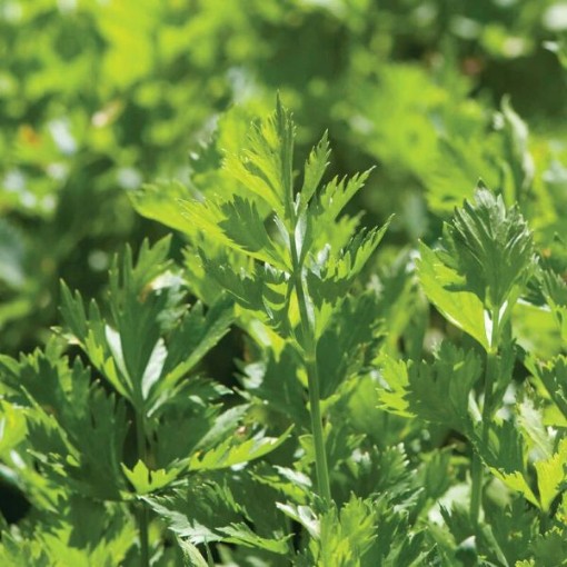 Cutting Celery HB30-1000