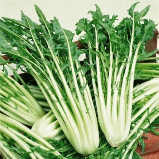 Catalogna Chicory CE5-250