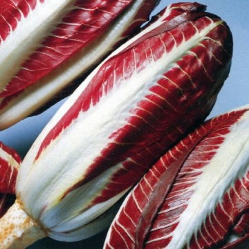 Red Treviso Chicory Seeds