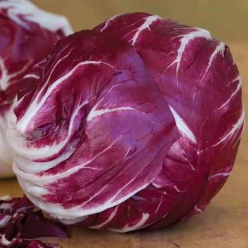 Verona Red Chicory CE7-250