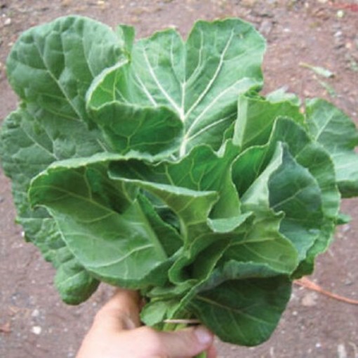 Champion Collards CD2-250