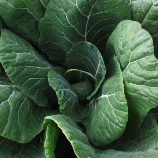 Vates Collards CD3-250