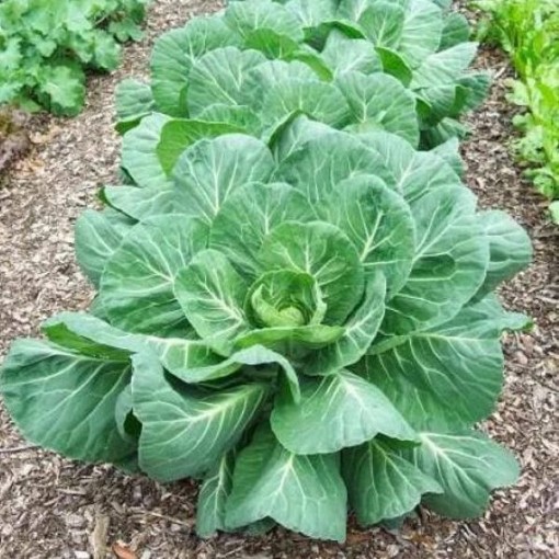 Morris Heading Collards CD4-250