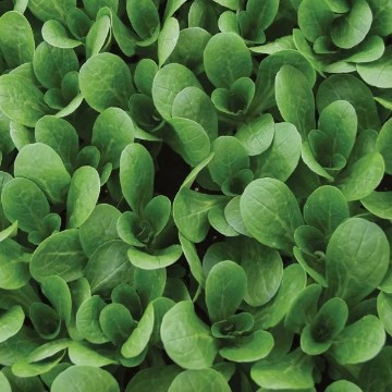 French Corn Salad Seeds