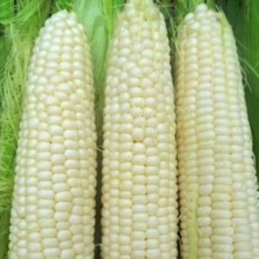 Hickory King Corn CN1-50
