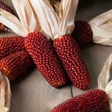 Strawberry Corn Seeds