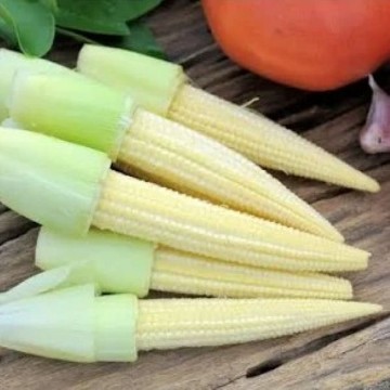 Baby Corn Seeds