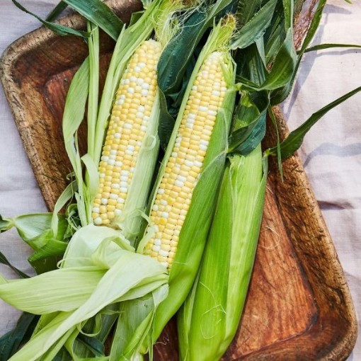 Peaches & Cream Corn CN11-50