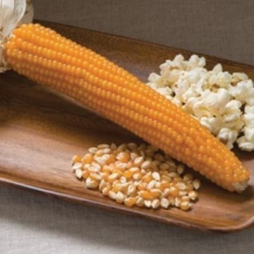 Creme Puff Corn Seeds