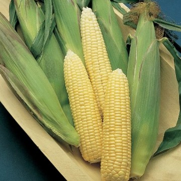 Early Sunglow Corn Seeds