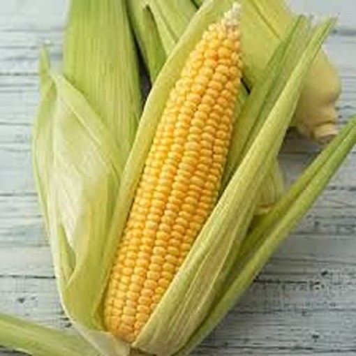 Golden Queen Corn CN15-50