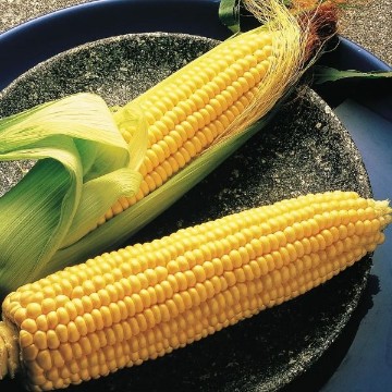 Illini Xtra Sweet Corn Seeds