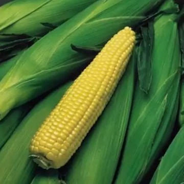 Kandy Korn Corn Seeds