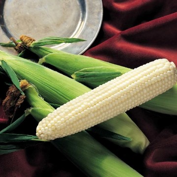Silver King Corn Seeds