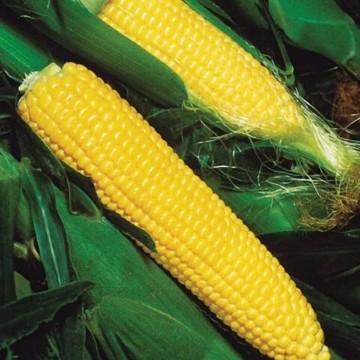 Normal Sugary Corn, Normal Sugary Corn Seeds | Reimer Seeds