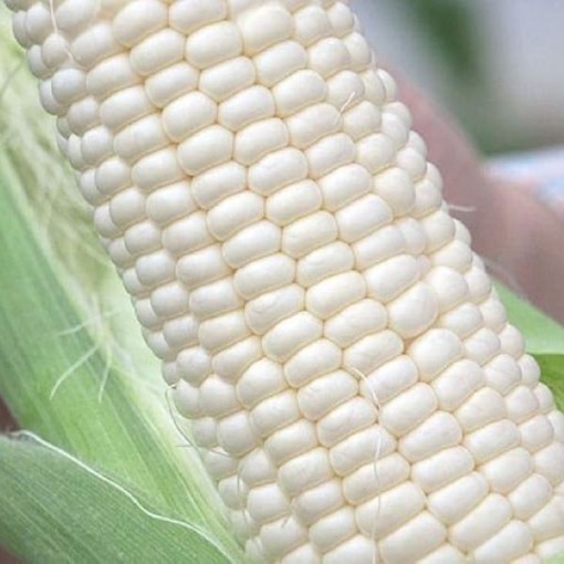 Stowell's Evergreen Corn CN28-50
