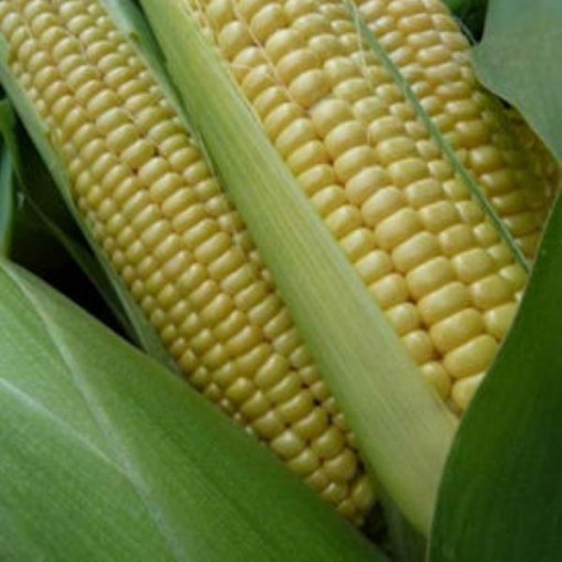 Golden Cross Bantam Corn CN30-50