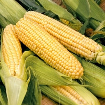 Bodacious Corn Seeds