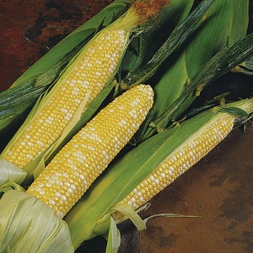 Delectable Corn CN33-50