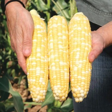 Gotta Have It Corn Seeds