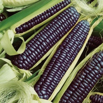 Blue Hopi Corn Seeds