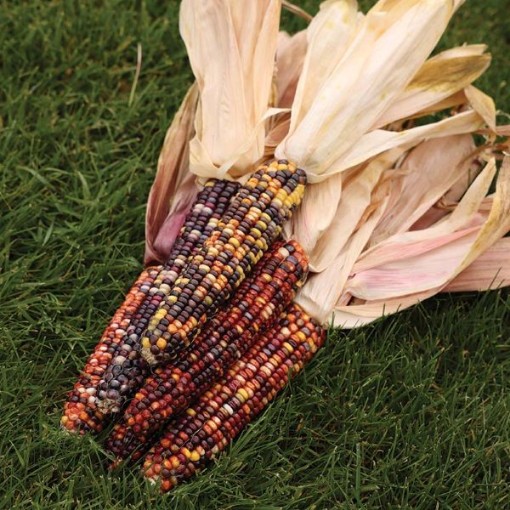 Seneca Red Stalker Corn CN39-50